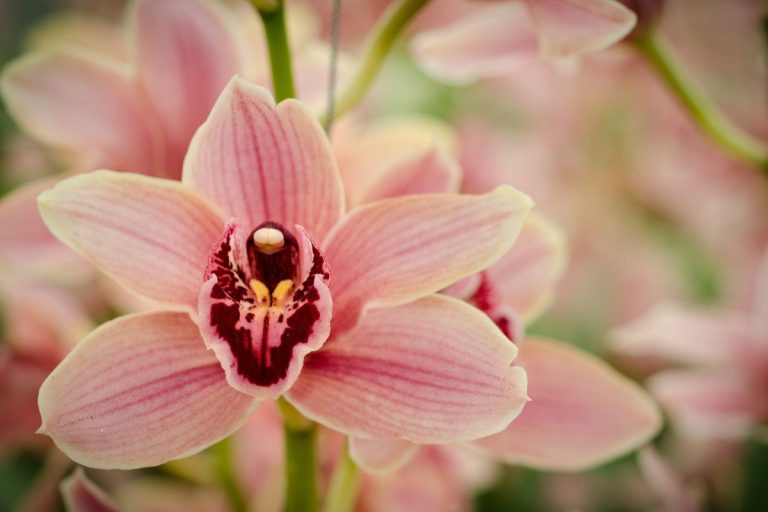 Confira a melhor maneira de adubar orquídeas para obter flores lindas e saudáveis - Fonte: Canva