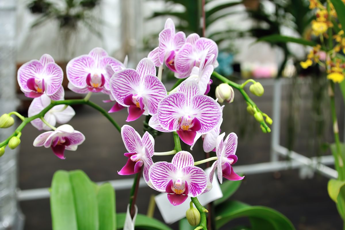 Confira a melhor maneira de adubar orquídeas para obter flores lindas e saudáveis - Fonte: Canva