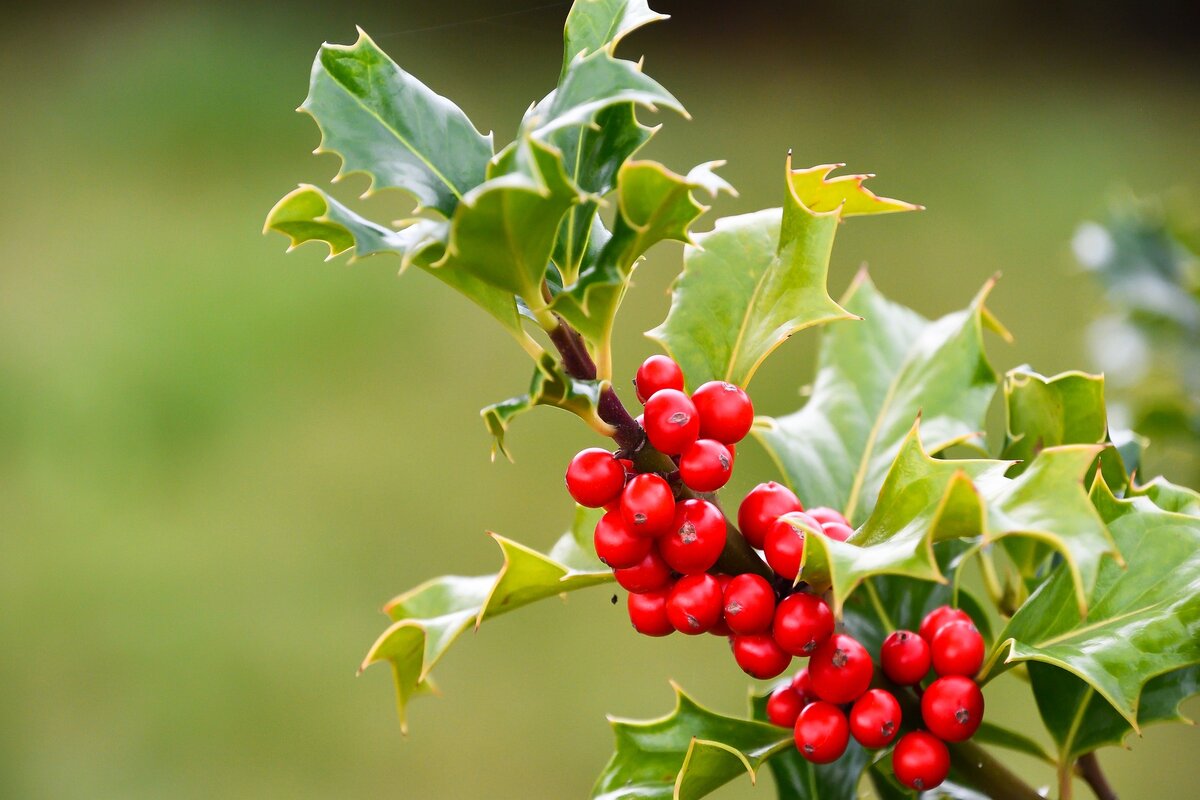 Plantas natalinas: confira essas dicas de decoração para o natal! Foto: Pixabay