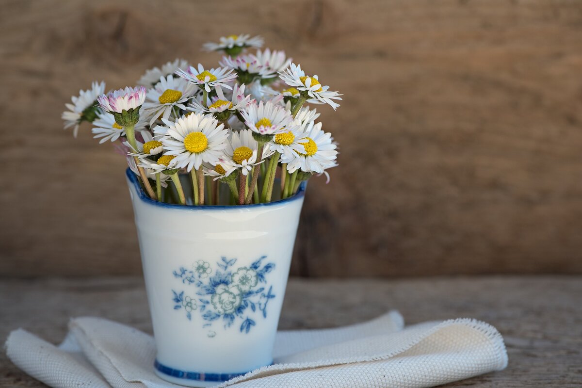 Cultive margaridas no quintal e deixe o ambiente elegante e florido. Foto: Pixabay