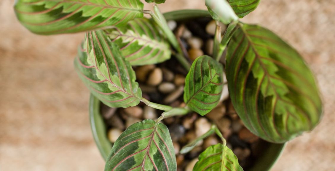 Como plantar araruta - corretamente e colher muitos vegetais: confira! - Fonte: Canva