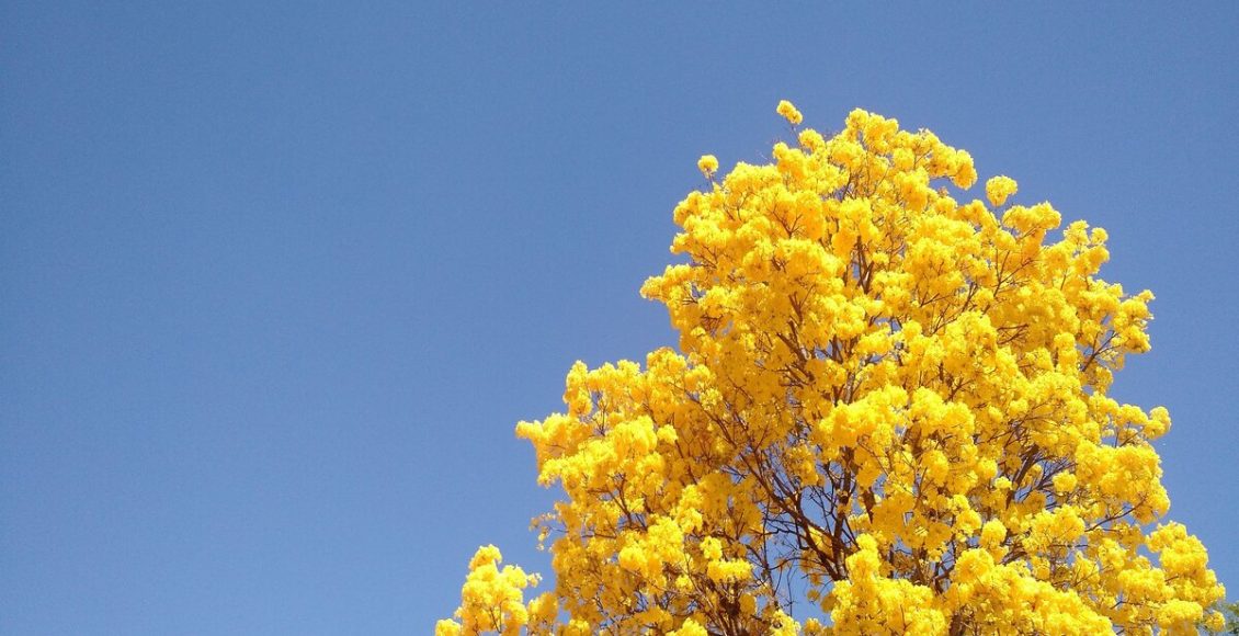 Como plantar ipê e cuidar para ter uma árvore grande e bela? Confira agora o jeito certo. Foto: Pixabay