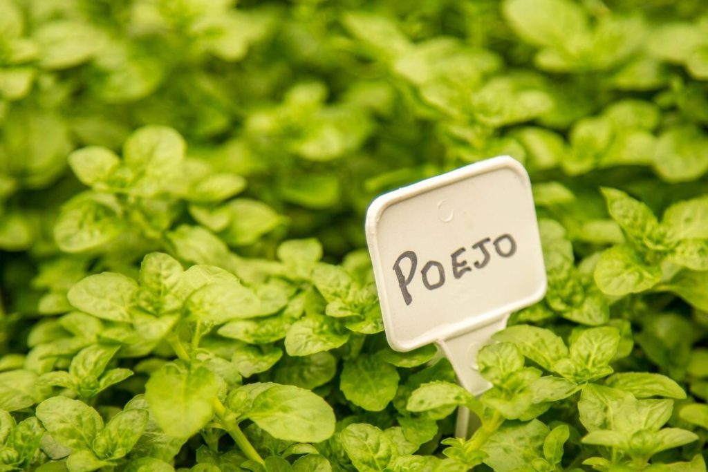 Como plantar poejo em vaso e ter sucesso: comece o cultivo agora!