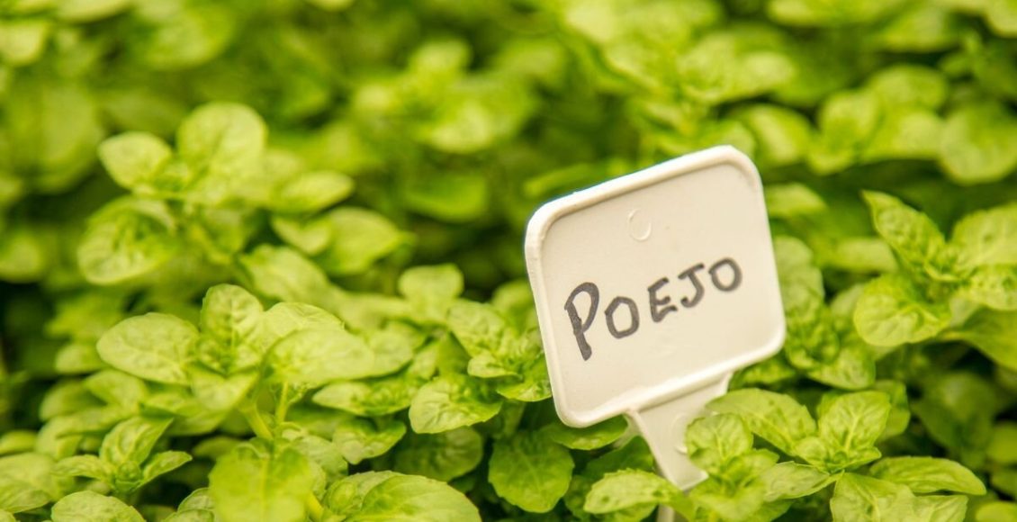 Como plantar poejo em vaso e ter sucesso: comece o cultivo agora! Foto: Canva