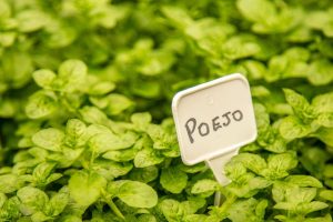 Como plantar poejo em vaso e ter sucesso: comece o cultivo agora! Foto: Canva