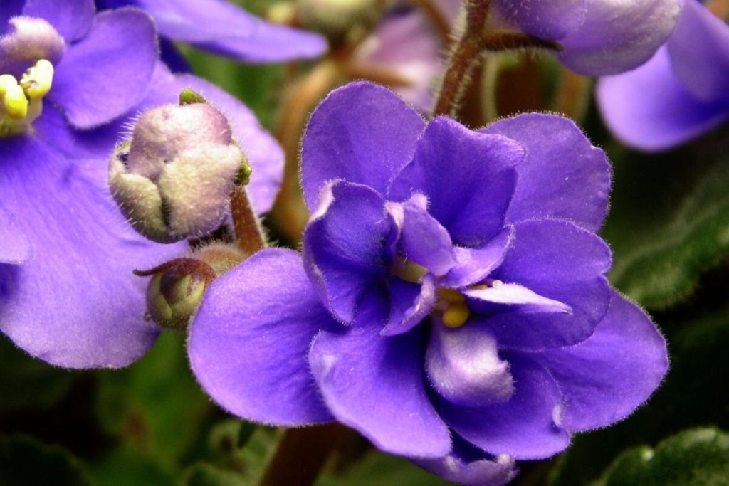 Como plantar violetas através das folhas: dicas práticas de plantio