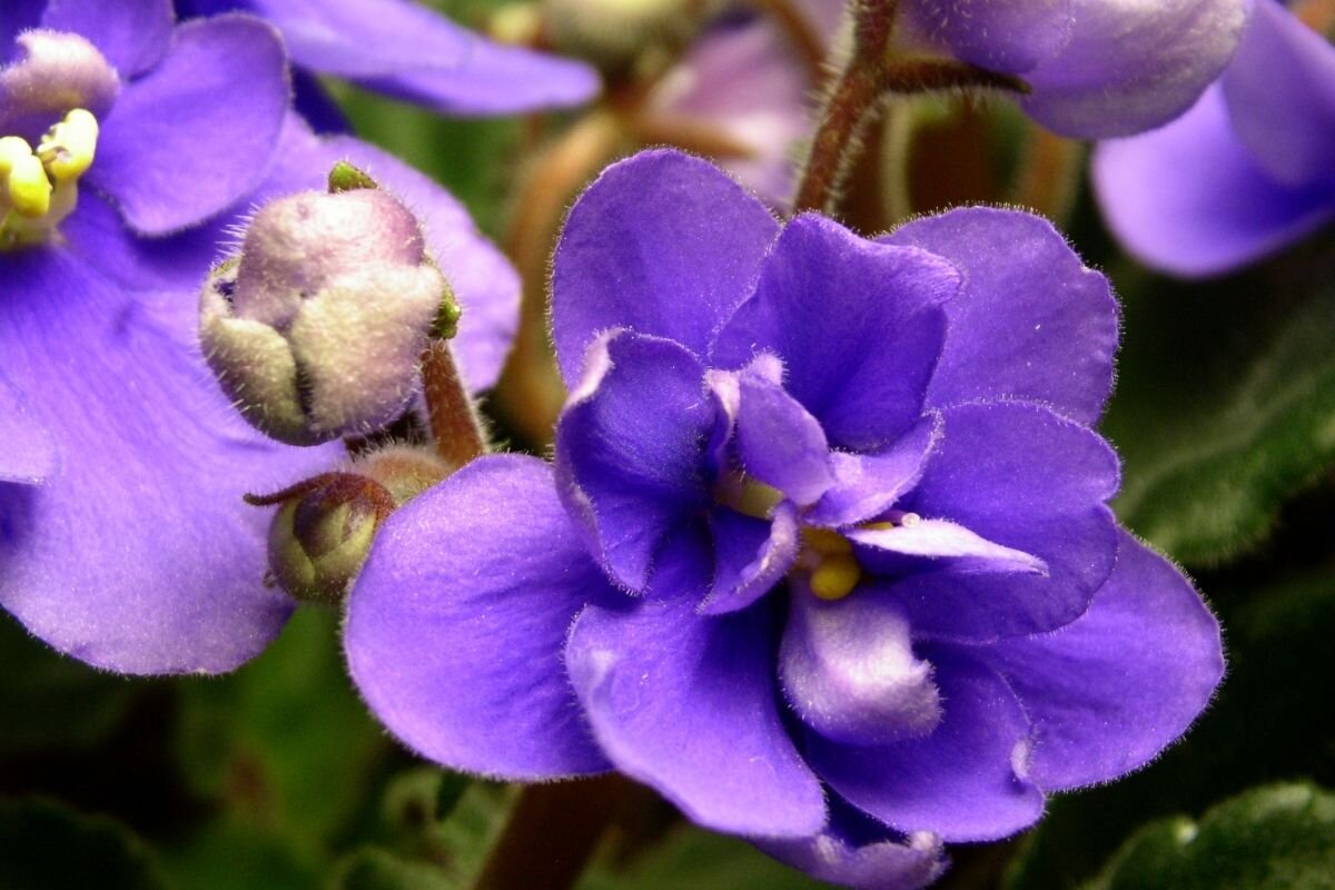 Como plantar violetas através das folhas: dicas práticas de plantio. Foto: Canva