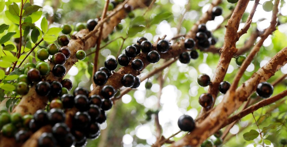 Como podar jabuticaba para a planta bombar de frutos? Confira agora mesmo! Foto: Canva