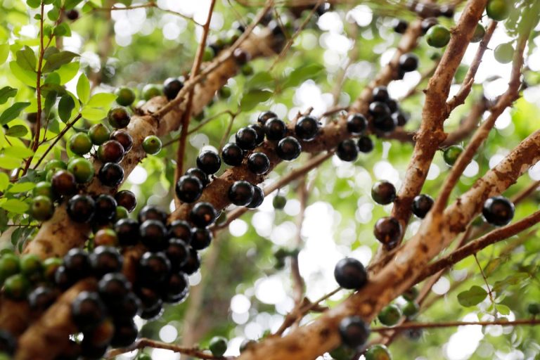 Como podar jabuticaba para a planta bombar de frutos? Confira agora mesmo! Foto: Canva