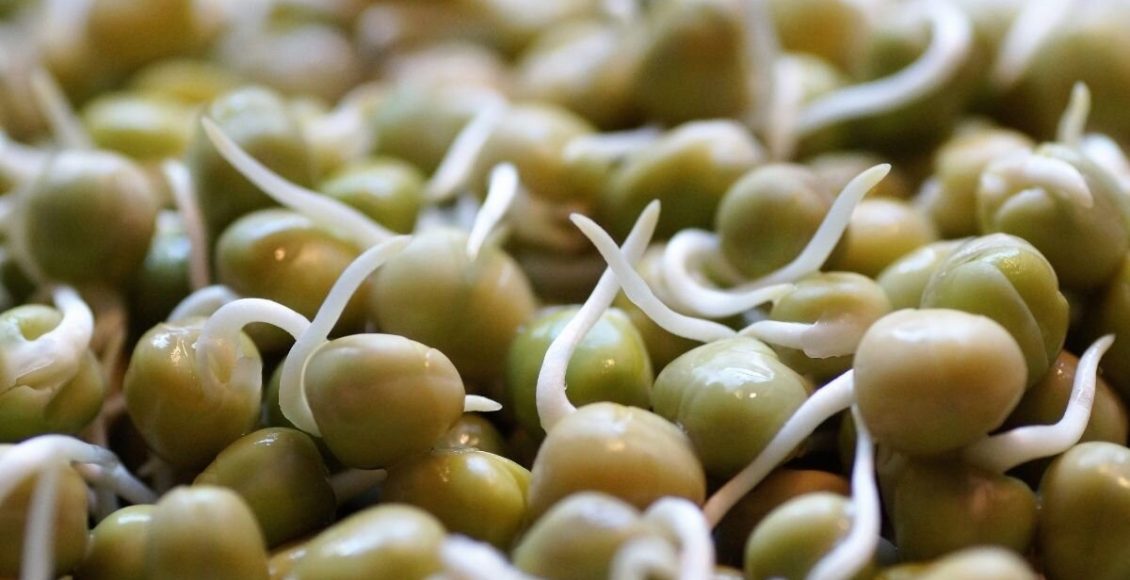 Como produzir broto de feijão? Sabia que é um super alimento? Não perca. Foto: Canva