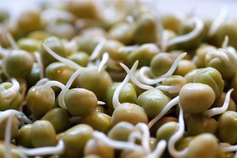 Como produzir broto de feijão? Sabia que é um super alimento? Não perca. Foto: Canva