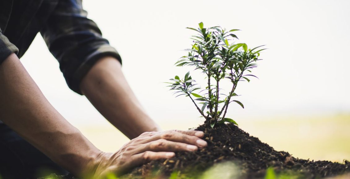Como usar borra de café corretamente nas plantas: faça do jeito certo e veja os resultados - Fonte: Canva