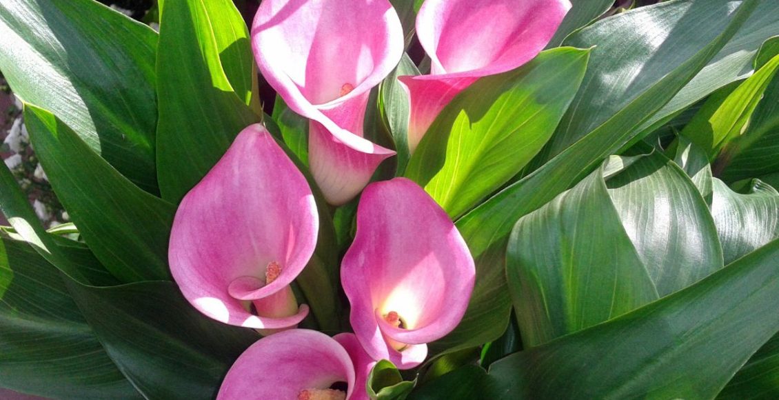 Como cuidar de copo de leite colorido? Veja como é simples - Fonte: Canva