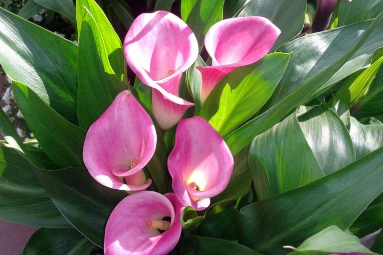 Como cuidar de copo de leite colorido? Veja como é simples - Fonte: Canva