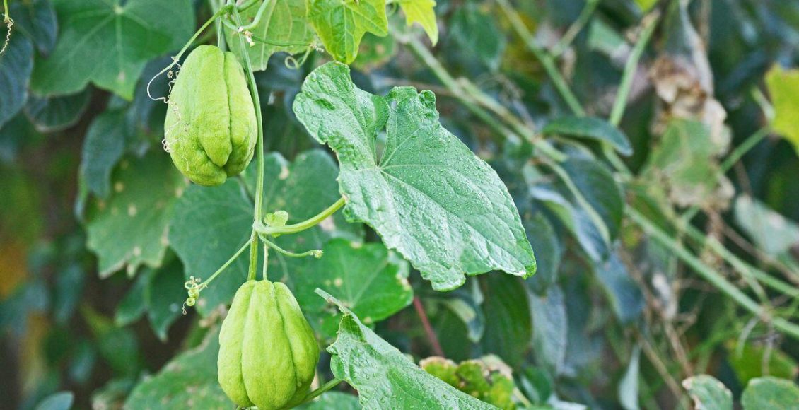 Cuidados necessários com o chuchu do início ao fim do cultivo: não erre mais! Foto: Canva