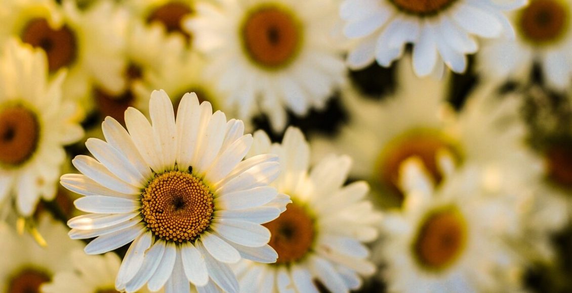 Cultive margaridas no quintal e deixe o ambiente elegante e florido. Foto: Pixabay
