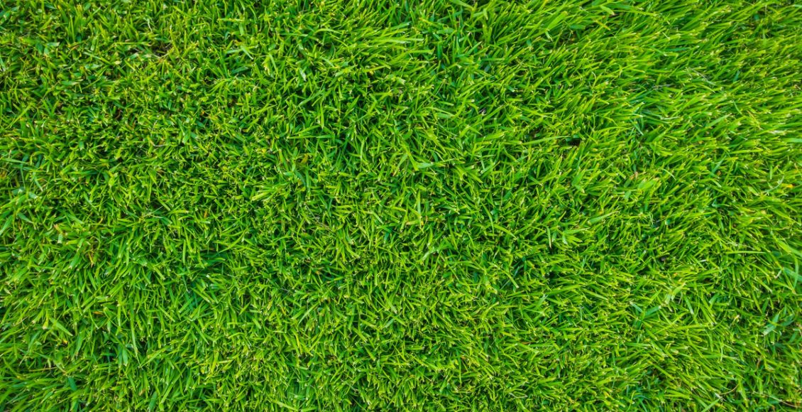 Grama esmeralda: renove seu jardim com essa planta exuberante. Fonte: Freepik