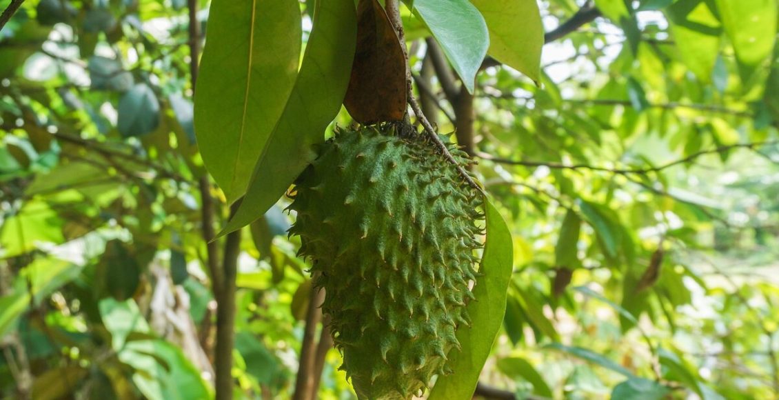 Graviola em vaso? Veja como cultivar essa planta frutífera em vaso e colher belos frutos. Foto: Pixabay