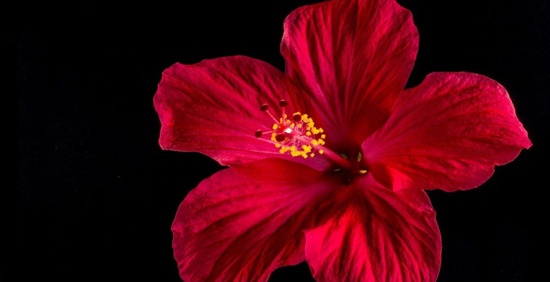 Melhores plantas tropicais para cultivar em casa: confira 5 opções para embelezar seu lar. Foto: Pixabay