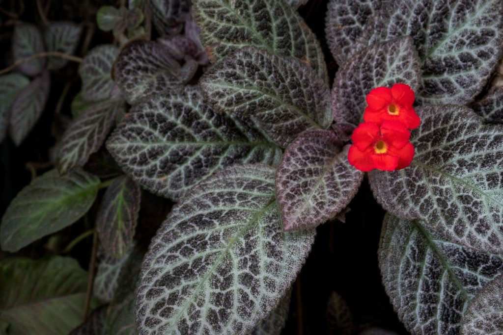 Detalhes que ninguém te conta sobre a planta tapete de rainha: confira esses segredos - Fonte: Canva