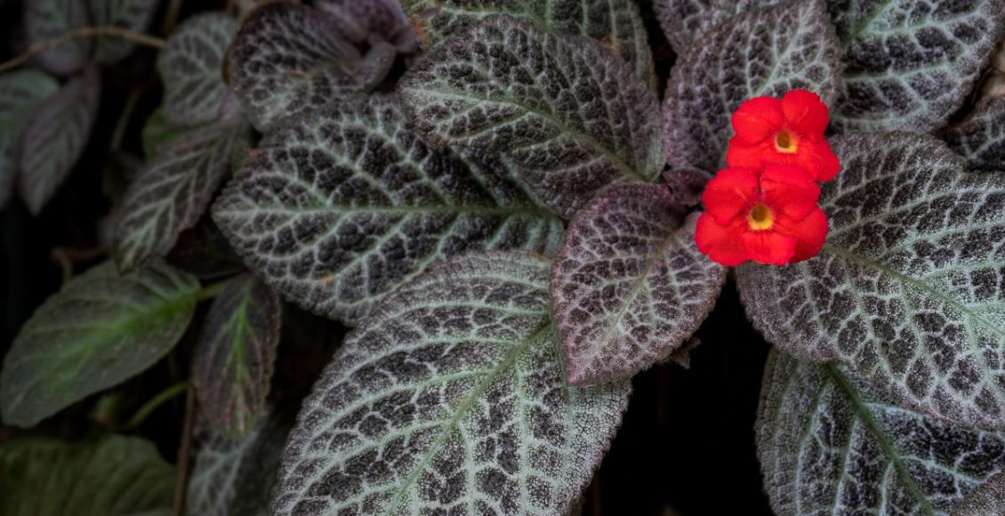 Detalhes que ninguém te conta sobre a planta tapete de rainha: confira esses segredos - Fonte: Canva