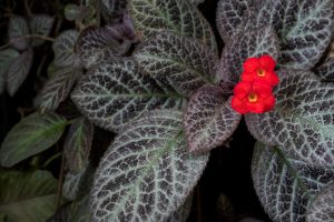 Detalhes que ninguém te conta sobre a planta tapete de rainha: confira esses segredos - Fonte: Canva