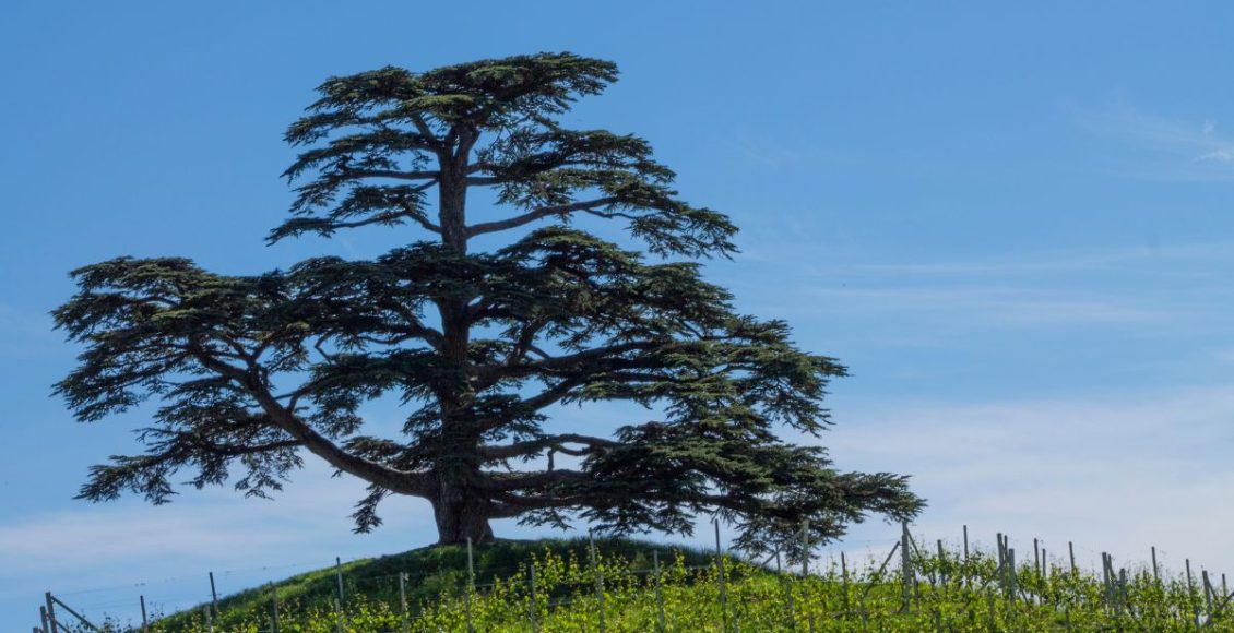 Plante cedro corretamente: veja como ele pode ficar grande e saudável! - Fonte: Canva