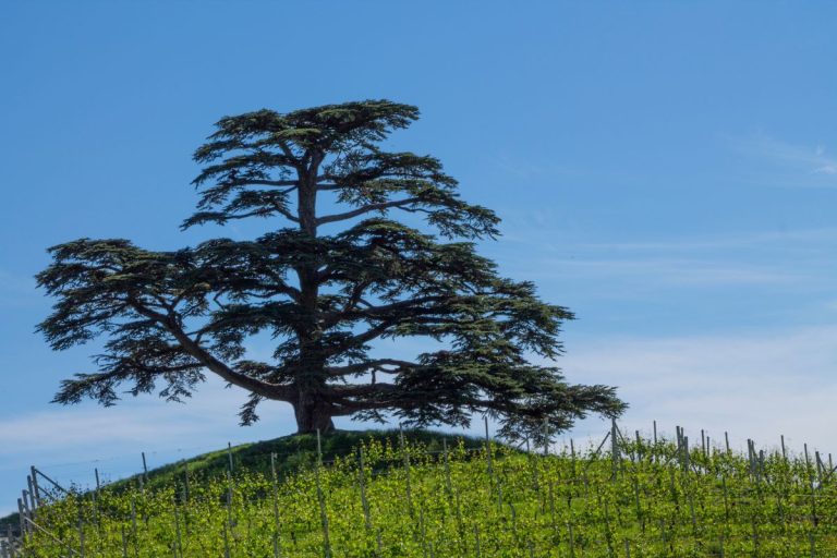 Plante cedro corretamente: veja como ele pode ficar grande e saudável! - Fonte: Canva