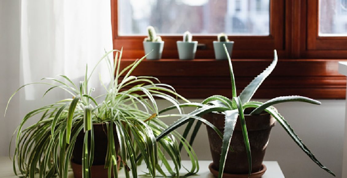 Como plantar clorofito no vaso ou na terra: faça isso hoje mesmo (Foto: Canva Pro)