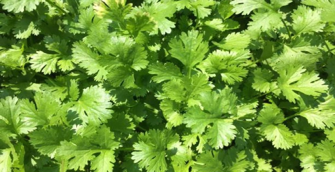 O jeito mais fácil do mundo de plantar coentro: confira e comece hoje mesmo (Foto: Canva Pro)