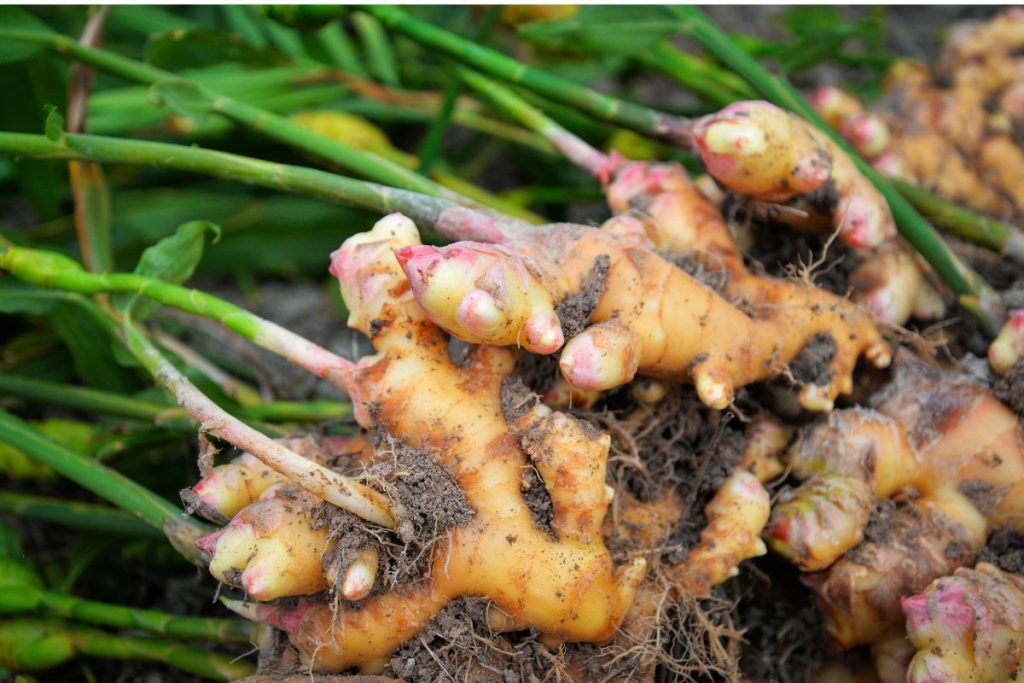 Como plantar gengibre em canteiro e ter sucesso no cultivo: nunca foi tão fácil! - Fonte: Canva