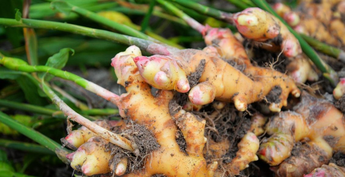 Como plantar gengibre em canteiro e ter sucesso no cultivo: nunca foi tão fácil! - Fonte: Canva