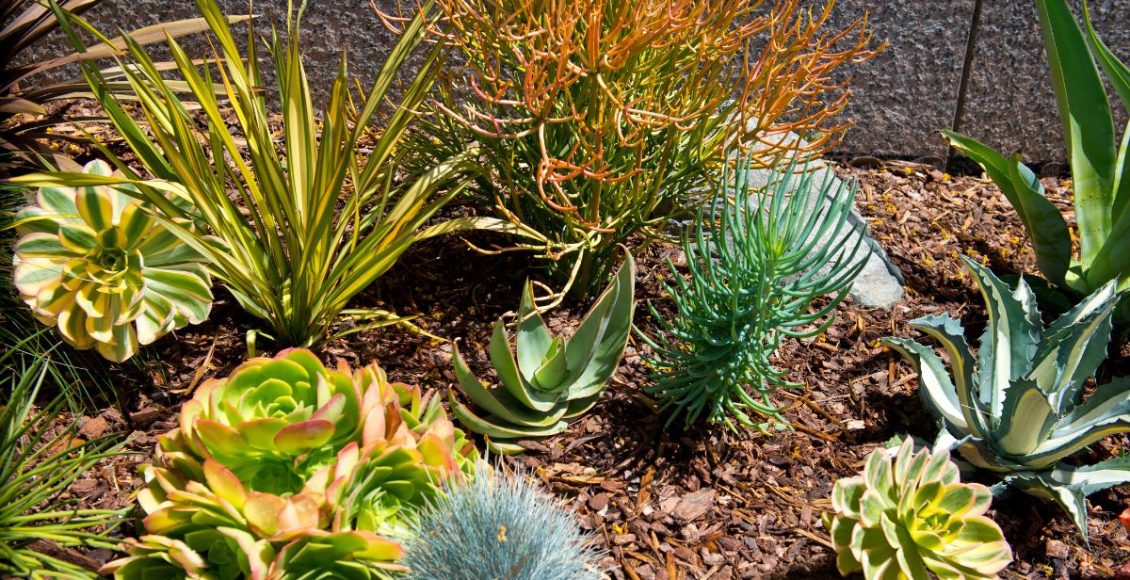 Plantas baratas: confira 3 opções de plantas bonitas e baratas, decore seu jardim! - Fonte: Canva