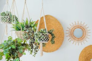 Plantas da moda: confira o top 5 usadas na decoração das casas - Fonte: Canva