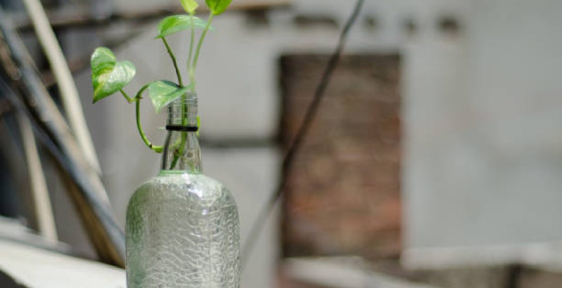 Plantas na água: como cultiva-las e dicas extras (Foto: Canva Pro)