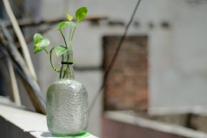Plantas na água: como cultiva-las e dicas extras (Foto: Canva Pro)