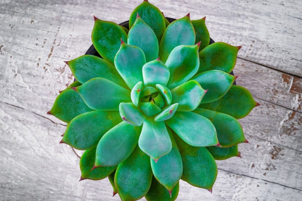 3 plantas para pequenos espaços: escolha essas opções se o espaço na sua casa é limitado - Fonte: Canva