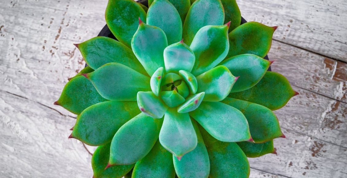 3 plantas para pequenos espaços: escolha essas opções se o espaço na sua casa é limitado - Fonte: Canva