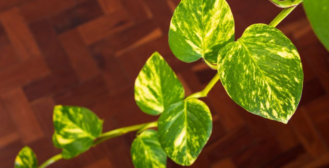 5 plantas que crescem rápido: confira quais são e comece o cultivo - Fonte: Canva