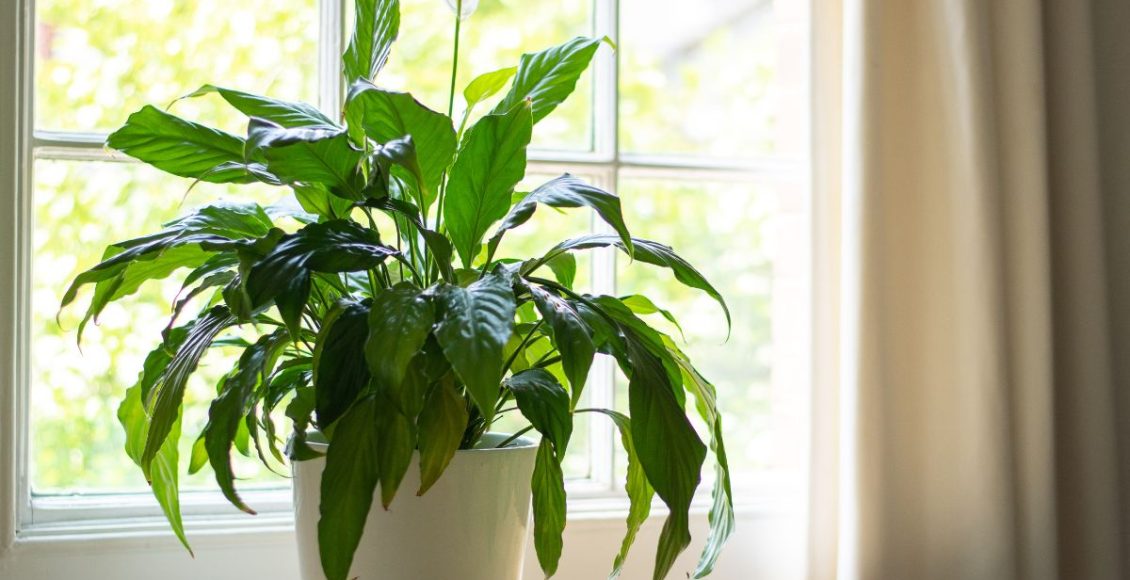 Conheça 3 plantas que dão flores dentro de casa: decore sua casa com estilo - Fonte: Canva