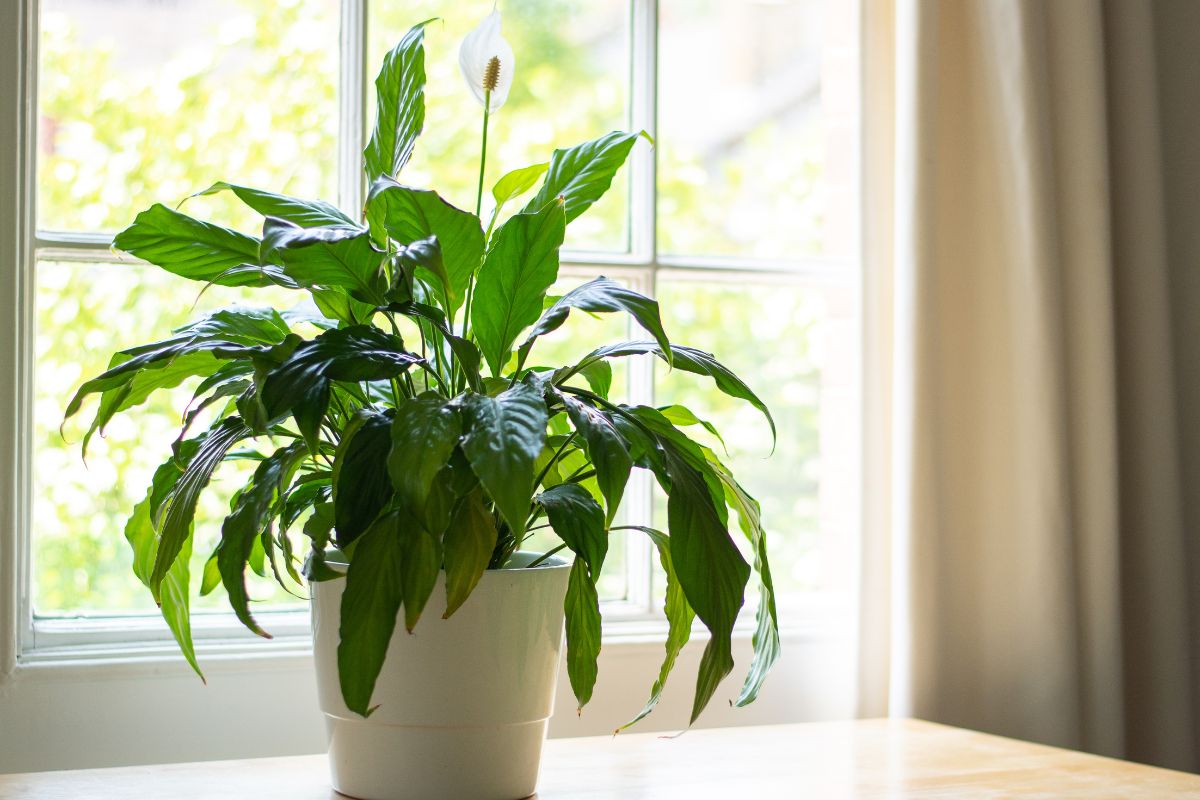 Conheça 3 plantas que dão flores dentro de casa: decore sua casa com estilo  - Diário Prime