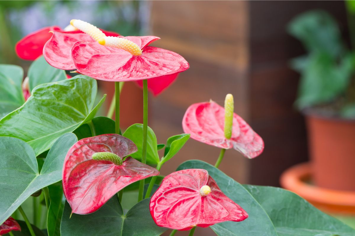 Conheça 3 plantas que dão flores dentro de casa: decore sua casa com estilo - Fonte: Canva