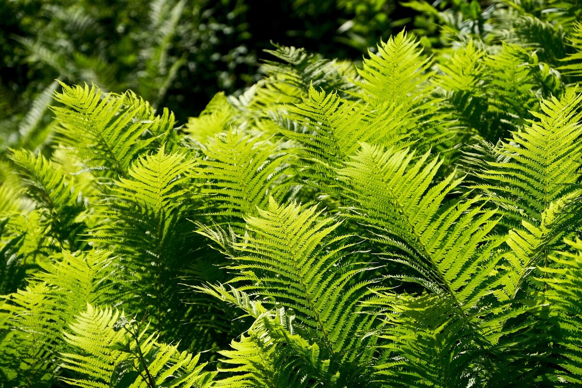 Melhores plantas tropicais para cultivar em casa: confira 5 opções para embelezar seu lar. Foto: Pixabay