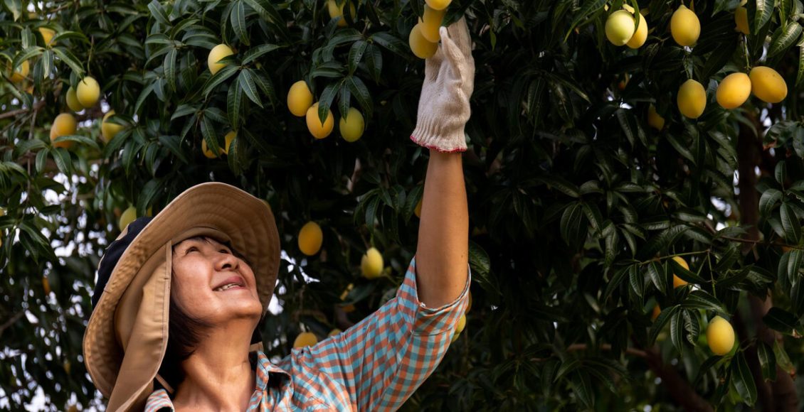 3 Passos Indispensáveis No Plantio De Manga: Faça Isso Para Colher Frutos. Foto: Freepik