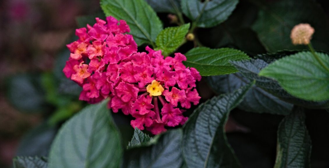 Aprenda a podar lantanas corretamente: após isso suas flores ficarão belíssimas/ Foto: Pixabay