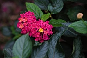 Aprenda a podar lantanas corretamente: após isso suas flores ficarão belíssimas/ Foto: Pixabay