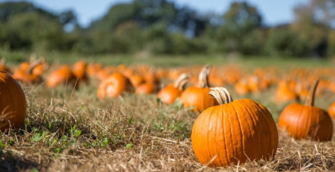 Jeito certo de polinizar moranga: veja como é simples fazer isso! (Foto: iStock)