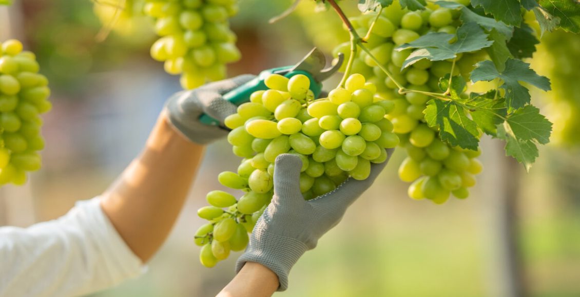 Como adubar uvas corretamente para explodir de frutos? Confira agora! Foto: Freepik