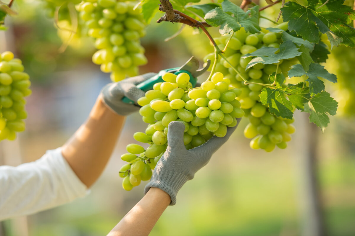 Como adubar uvas corretamente para explodir de frutos? Confira agora! Foto: Freepik