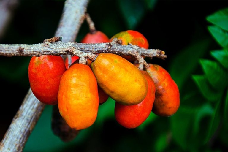 Plante seriguela e colha em até 8 meses: esse é o segredo. Foto: Canva
